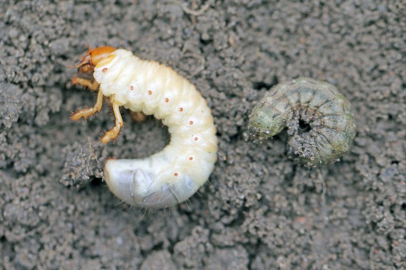 Grub Control in Ventura County, CA