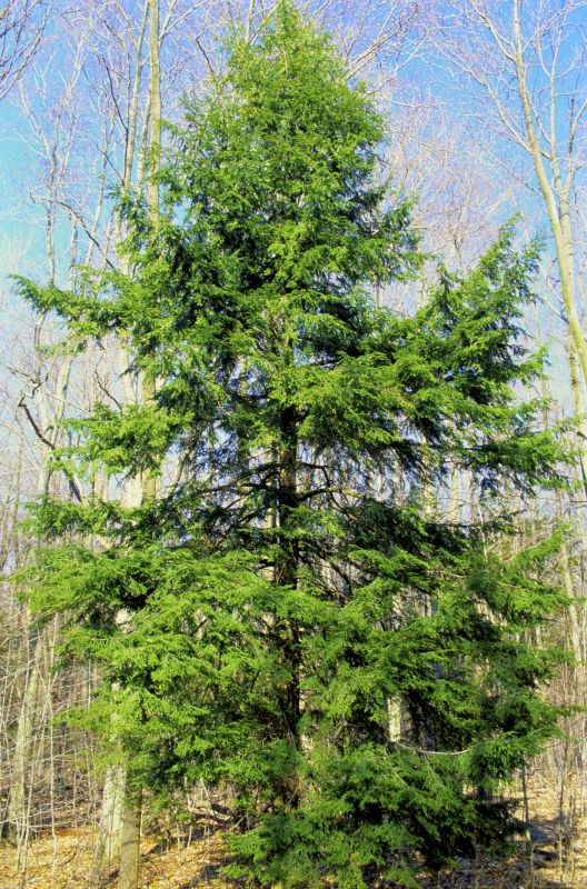 Hemlock Removal in Lancaster County, PA