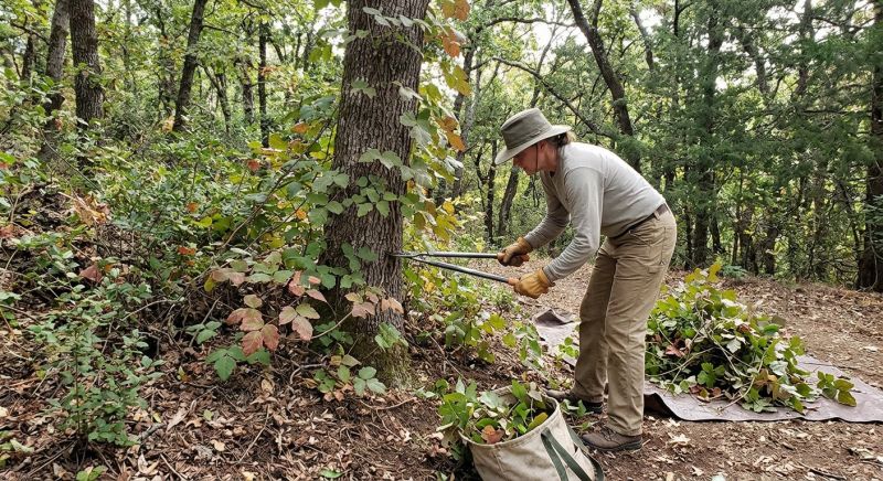 Poison Ivy Removal in Bucks County, PA