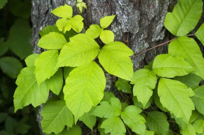 Poison Ivy Removal in Allentown, PA