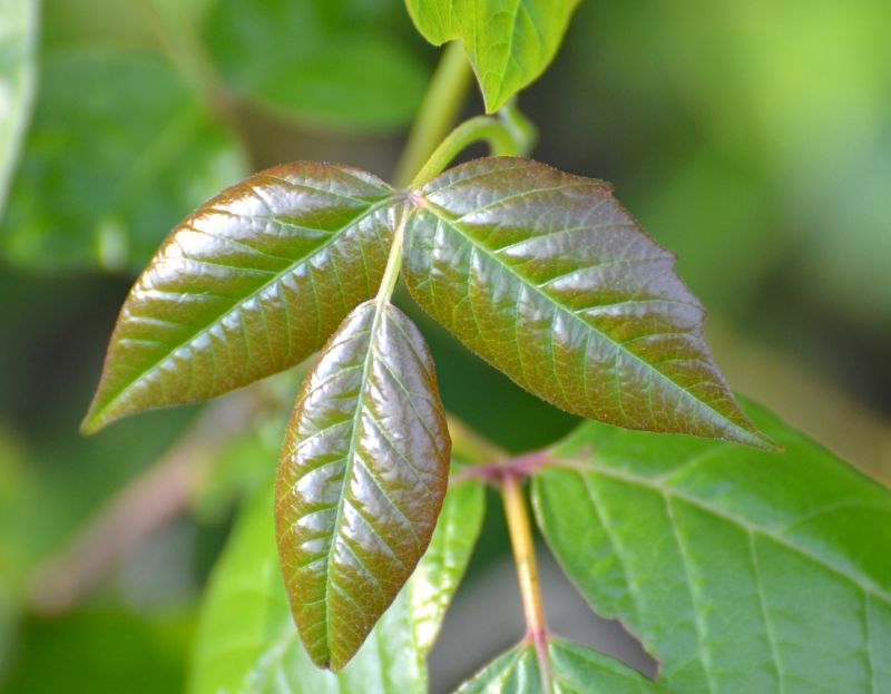 Poison Ivy Removal in Doylestown, PA