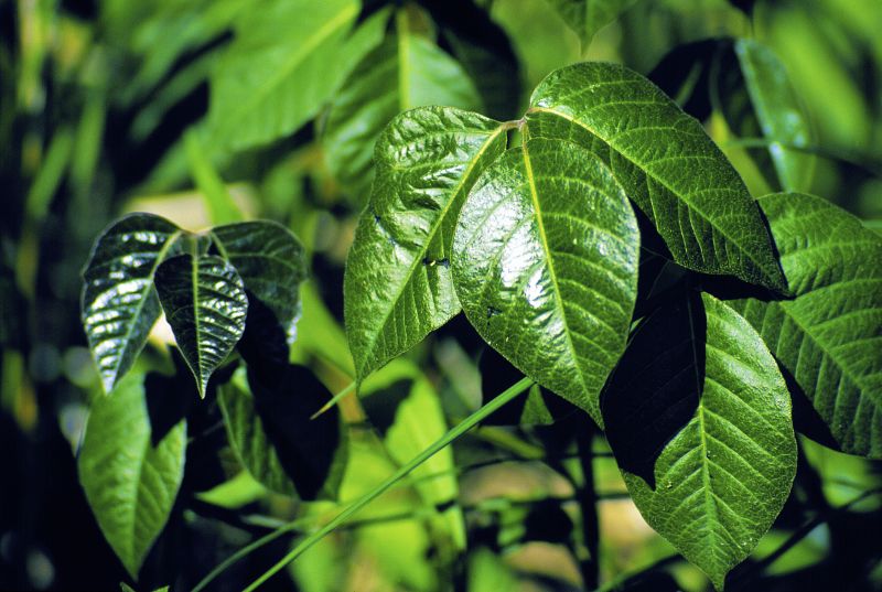 Poison Ivy Removal in Delaware County, PA