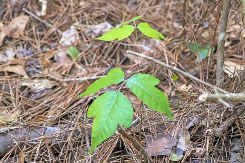 Poison Oak Removal in Burlington County, NJ